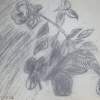 Rose - Charcoal Drawings - By Claudia Soeiro, Draw Drawing Artist