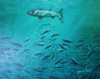 Hovering Baracuda - Prof Qlty Oil On 3X P Cnv Paintings - By Joseph Ruff, Realism Painting Artist