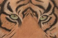 Animals - If Looks Could Kill - Pastel