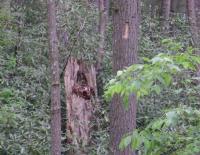 Hiding Or Not - Digital Photography - By Todd Karpinski, Nature Photography Artist