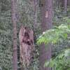 Hiding Or Not - Digital Photography - By Todd Karpinski, Nature Photography Artist