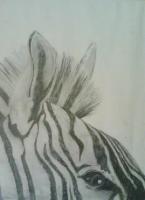 Zebra - Pencil Drawings - By Tori Kungli, Realism Drawing Artist
