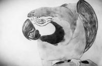 Wicked The Macaw - Pencil Drawings - By Tori Kungli, Realism Drawing Artist