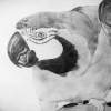 Wicked The Macaw - Pencil Drawings - By Tori Kungli, Realism Drawing Artist