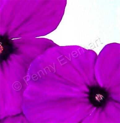 Florals - Purple Blooms - Oil