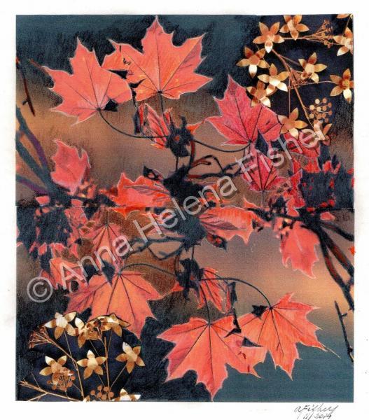 Flora - Maple Leaves In The Fall - Pencil And Paper