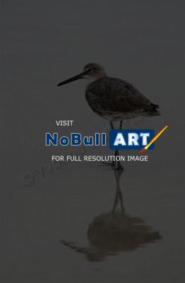Nature - Water Bird - Dslr