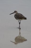 Water Bird - Dslr Photography - By Yvonne Culbertson, World Photography Artist