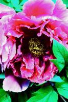 Fleur - Dslr Photography - By Yvonne Culbertson, World Photography Artist