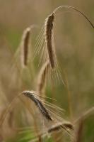 Nature - Wheat - Dslr