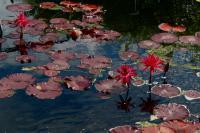 Lillies - Dslr Photography - By Yvonne Culbertson, World Photography Artist