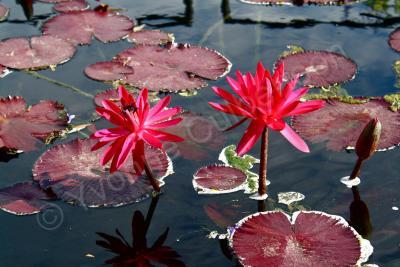 Nature - Lillies 2 - Dslr