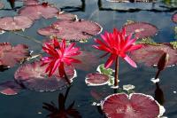 Lillies 2 - Dslr Photography - By Yvonne Culbertson, World Photography Artist