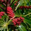 Exotic - Dslr Photography - By Yvonne Culbertson, World Photography Artist