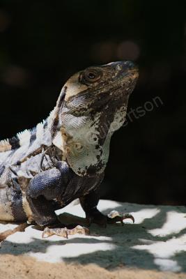 Nature - Iguana - Dslr