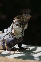 Nature - Iguana - Dslr