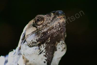 Nature - Iguana - Dslr