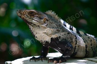 Nature - Iguana - Dslr