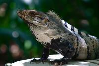 Iguana - Dslr Photography - By Yvonne Culbertson, World Photography Artist