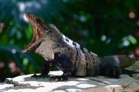 Iguana - Dslr Photography - By Yvonne Culbertson, World Photography Artist