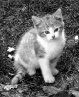 Last Kitten - Photoshop Photography - By John Hoytt, Photography Photography Artist