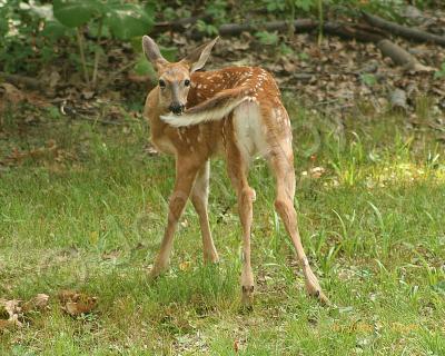 Animals - Baby Dear - Photoshop