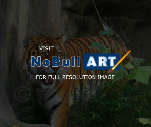 Animals - Tiger - Photoshop