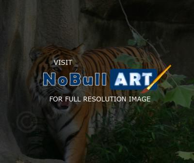 Animals - Tiger - Photoshop