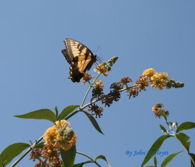 Insect - Butterfly - Photoshop