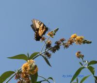 Butterfly - Photoshop Photography - By John Hoytt, Photography Photography Artist