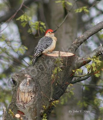 Animals - Red Head - Natural