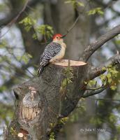 Animals - Red Head - Natural