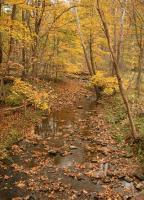 Landscape - Fall Leaves - Natural