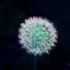 Cotton Ball - Photoshop Photography - By John Hoytt, Photography Photography Artist