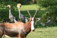 Long Horns - Natural Photography - By John Hoytt, Photography Photography Artist