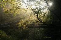 Landscape - Forest Sun Rays - Natural