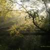 Forest Sun Rays - Natural Photography - By John Hoytt, Photography Photography Artist