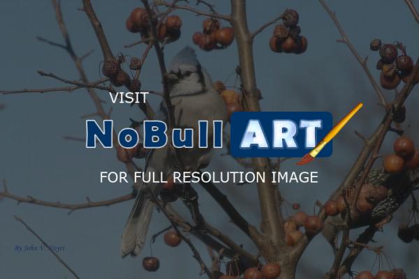 Animals - Blue Jay - Natural