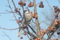 Animals - Blue Jay - Natural