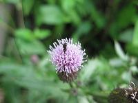 Flowers - Pinapple Plant - Natural