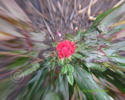 Flowers - Redrose - Natural