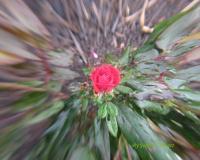 Flowers - Redrose - Natural
