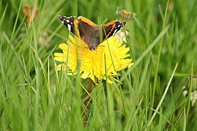 Insect - Butterfly 1 - Natural