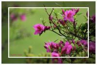 Purple Flower - Natural Photography - By John Hoytt, Photography Photography Artist