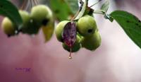 Apple Leaf Drop - Natural Photography - By John Hoytt, Photography Photography Artist