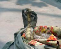 Cobra - Digital Photography - By Sajith Puthukkudi Sooryakiran Bhrahaspathi, Nature Photography Artist