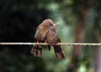 True Love - Digital Photography - By Sajith Puthukkudi Sooryakiran Bhrahaspathi, Nature Photography Artist