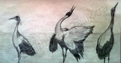 Pencil Drawing - Birds - Pencil