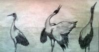 Pencil Drawing - Birds - Pencil