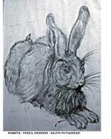 Pencil Drawing - Rabbits - Pencil